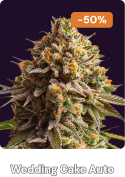 Wedding cake auto halloween-3